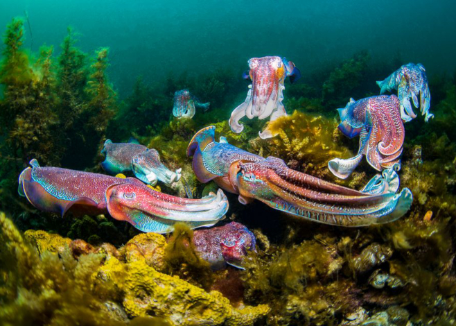 Giant Cuttlefish Aggregation in Whyalla (Photo credit: Nadia Aly)