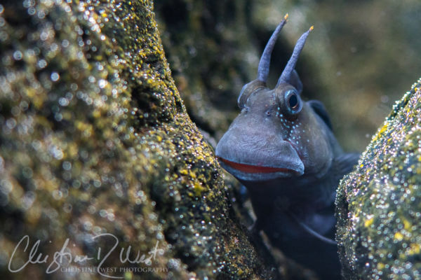 Hawaii tidepool marine life zebra blenny