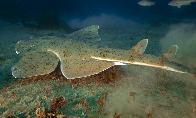 Pacific Angelshark