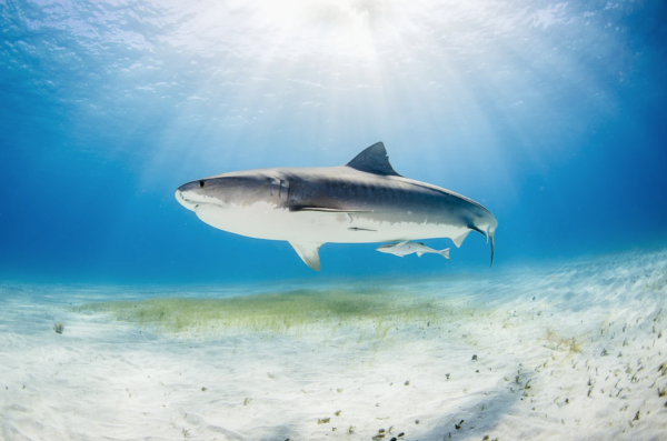 Tiger Beach Bahamas in Covid 